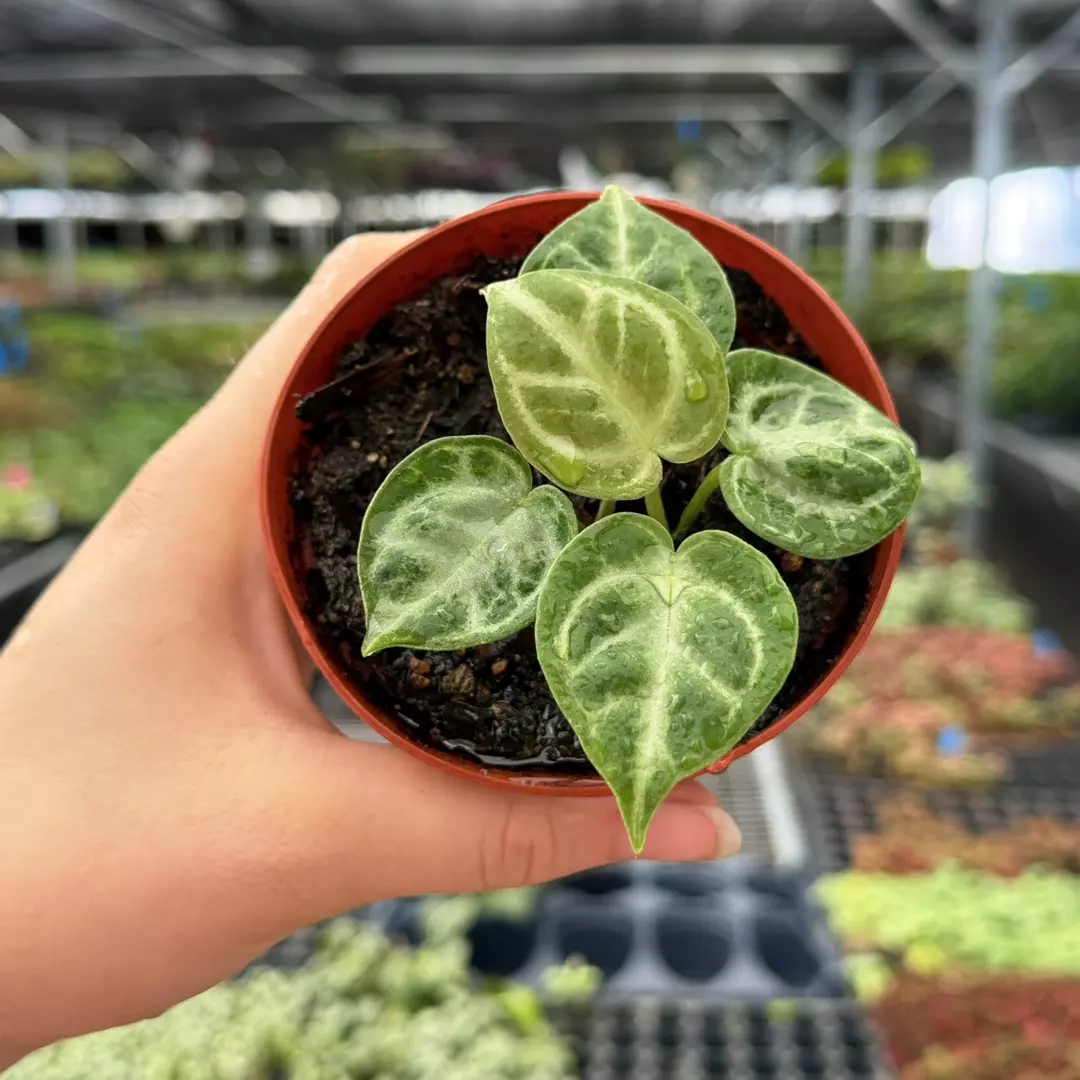 Anthurium Silver Blush x Dorayaki Specific 4” Pot 9104ZSP thumbnail