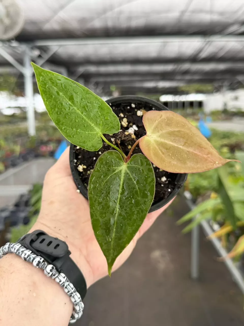 Exact Plant Anthurium Red Sinus x Hulk Specific 4” Pot 8445RSP | F thumbnail