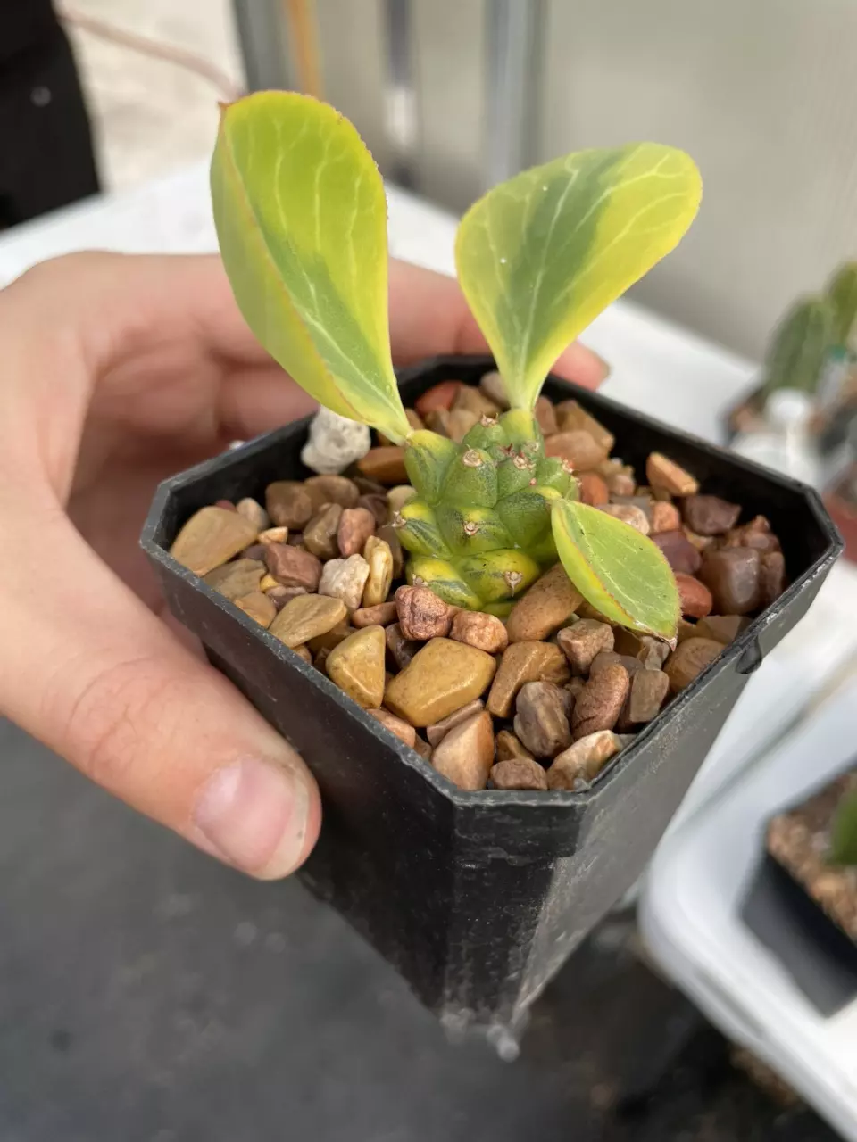 Variegated Euphorbia ritchei thumbnail