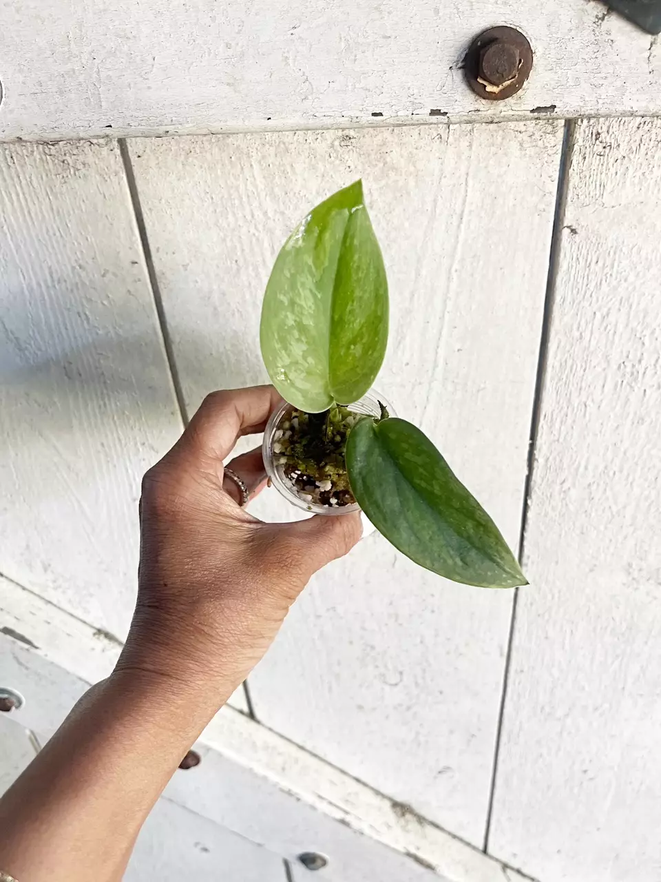 ☘️Scindapsus Rajatapura thumbnail