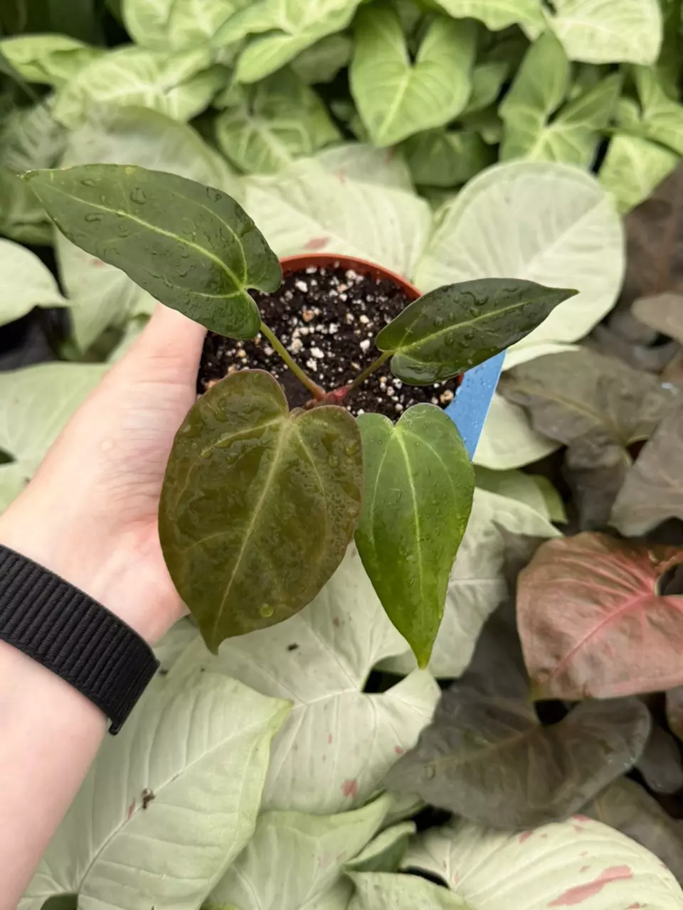 Anthurium Waroq x Xone Specific 4” Pot 8294EMP | F thumbnail
