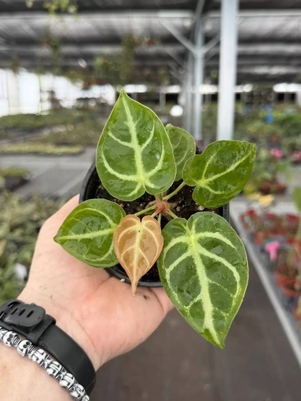 Exact Plant Anthurium Hoffmanii x Silver Hope Specific 4” Pot 8447RSP | F | thumbnail