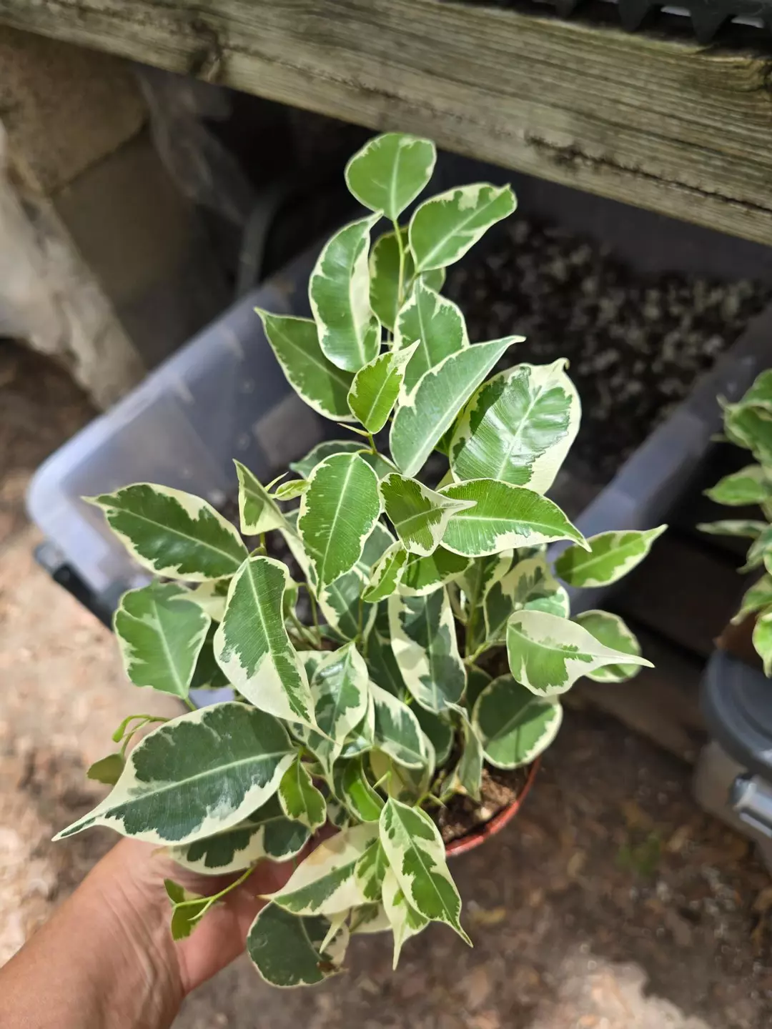 4in Ficus Starlite GC thumbnail