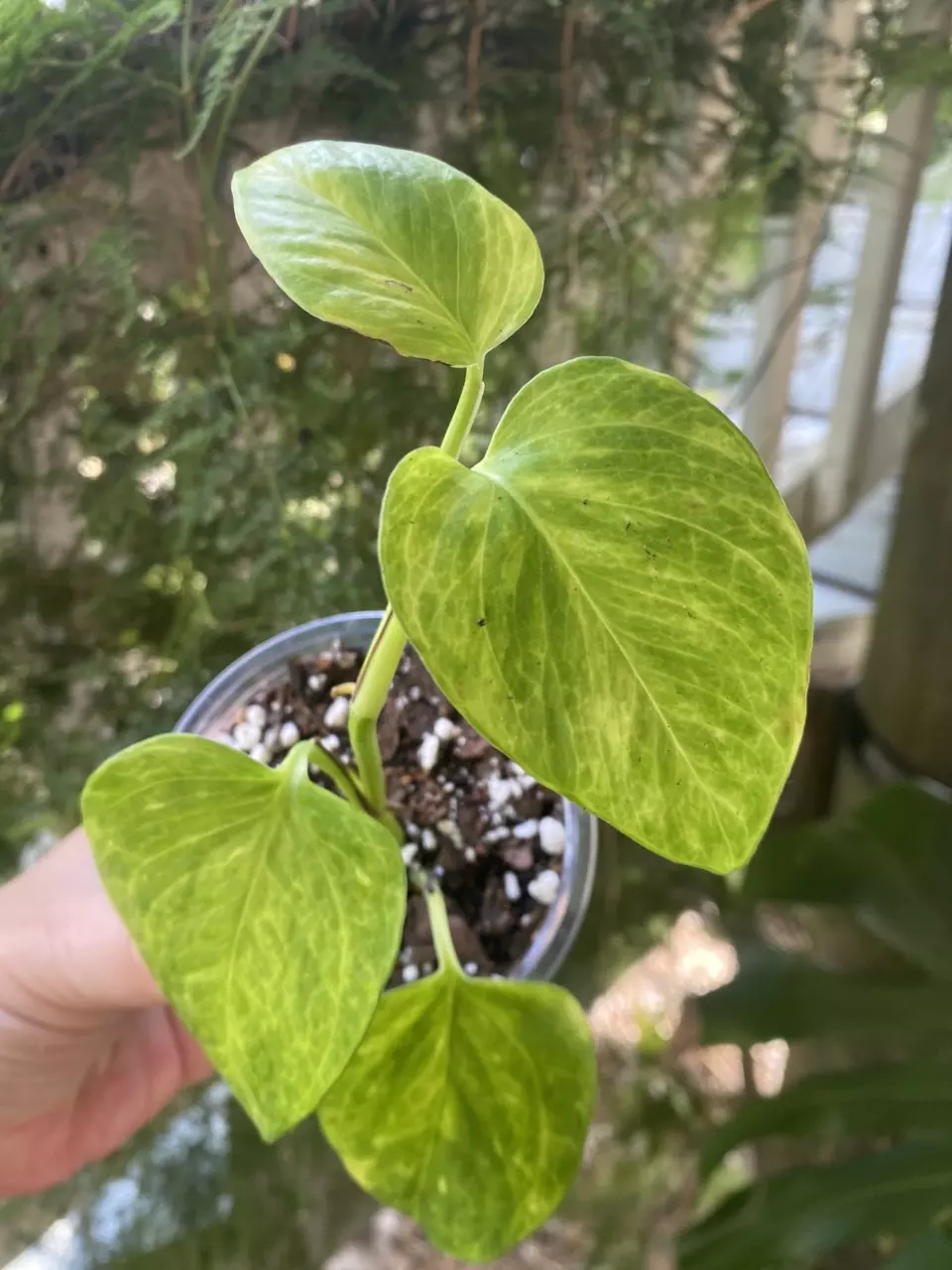 High Voltagem Pothos thumbnail