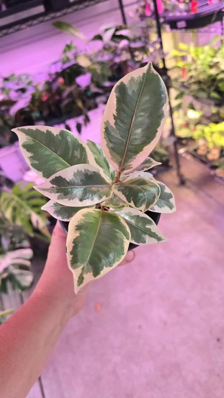 4in Ficus tineke GC thumbnail