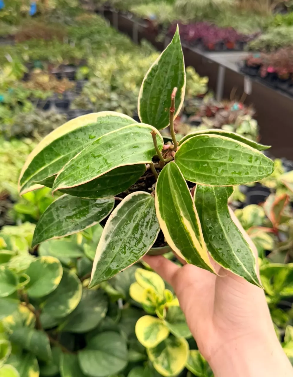 Hoya Macrophylla Specific 4” Pot 9016FEP | F thumbnail