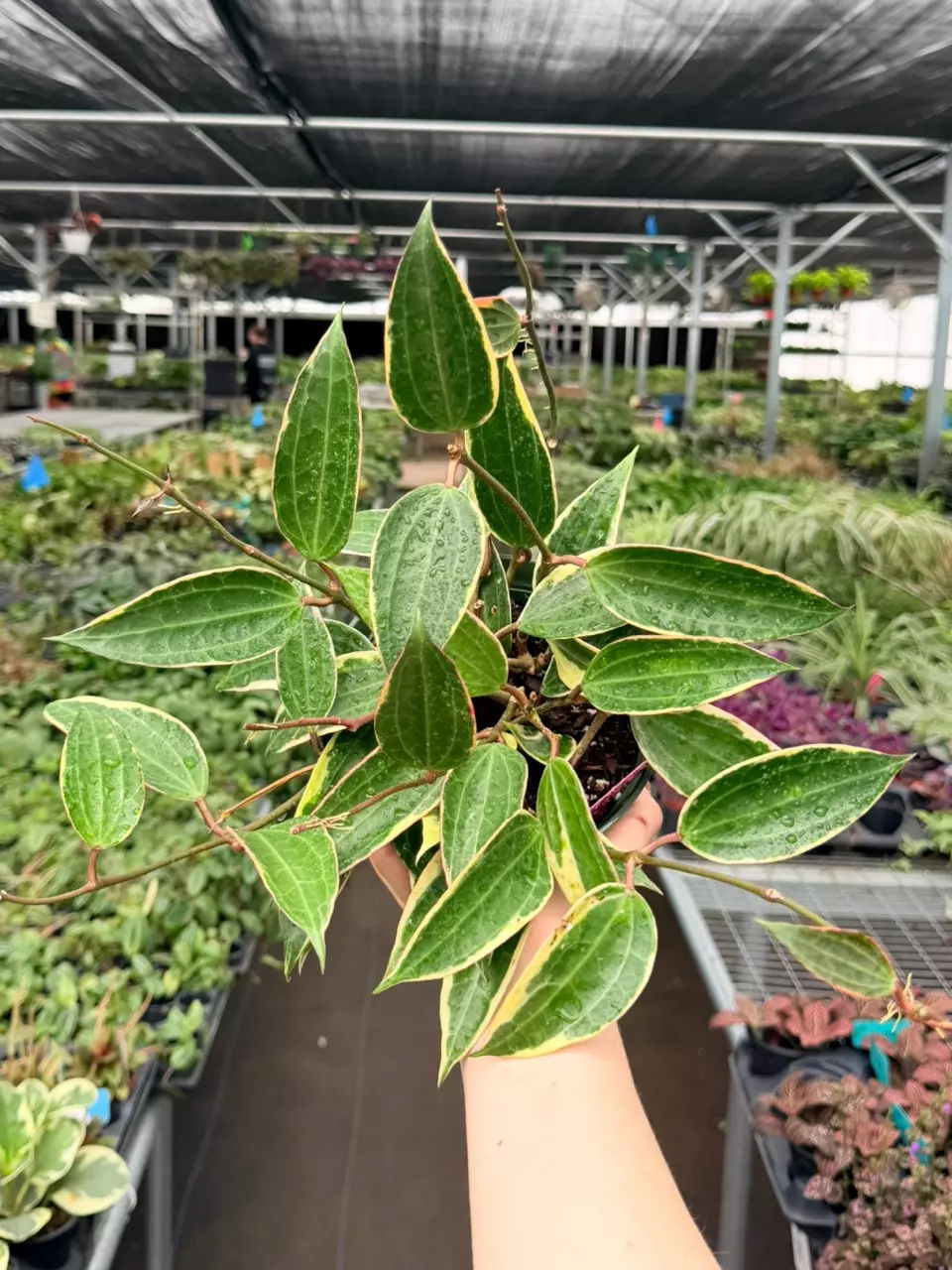Hoya Macrophylla Specific 6” Pot 9006FEP | F thumbnail