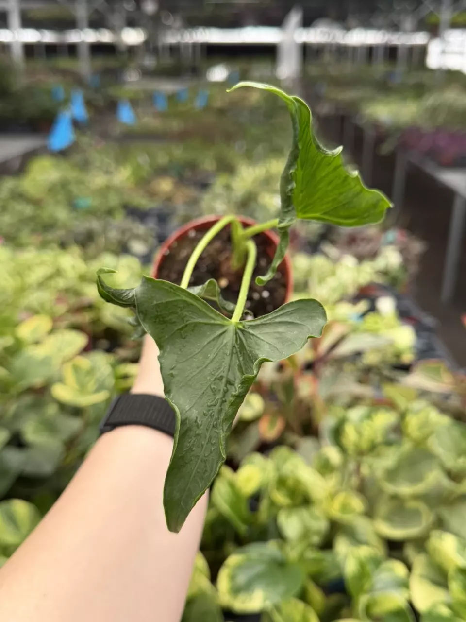 Alocasia Triangularis Specific 4” Pot 8285EMP | F thumbnail