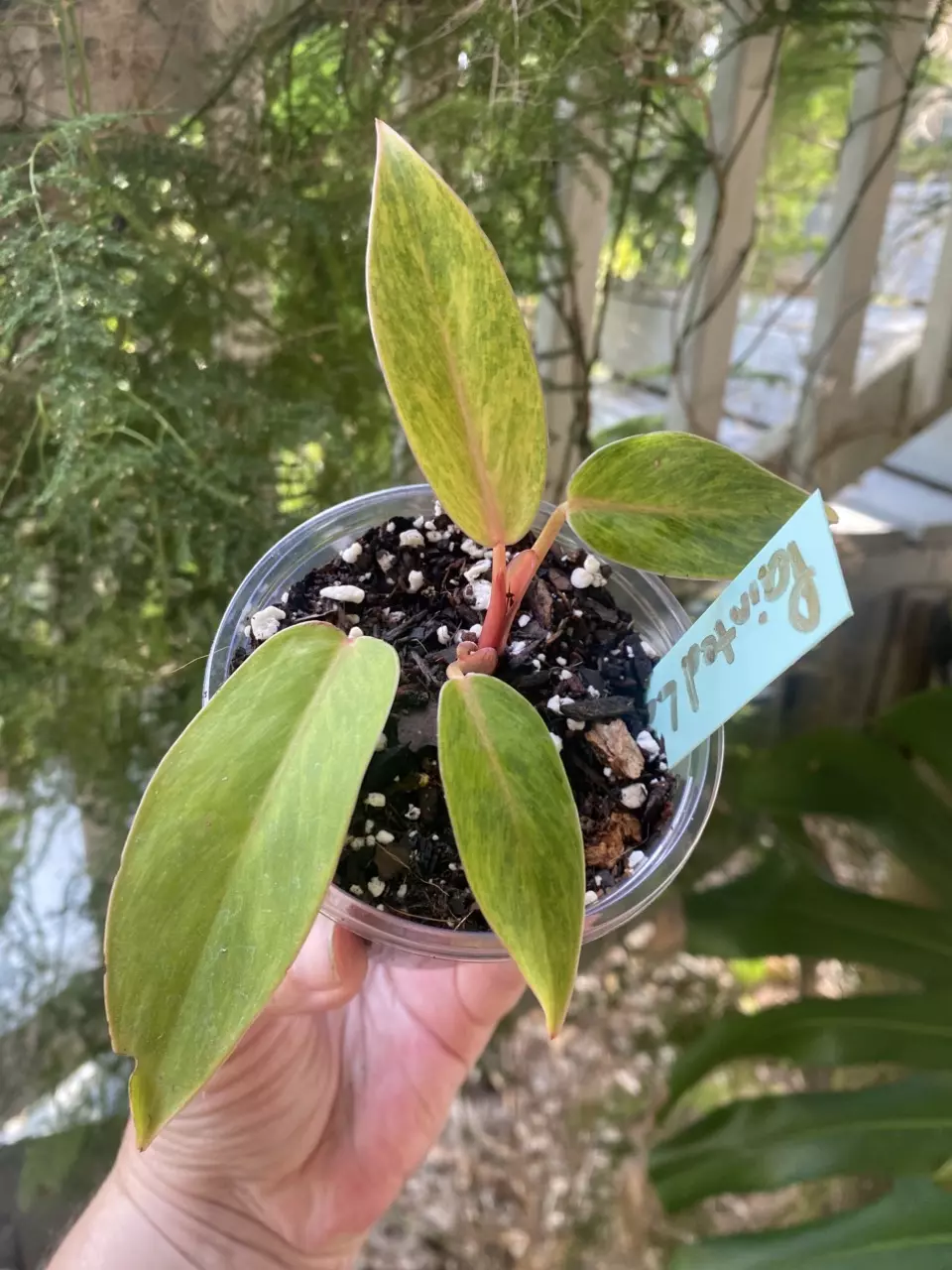 Painted Lady Philodendron thumbnail