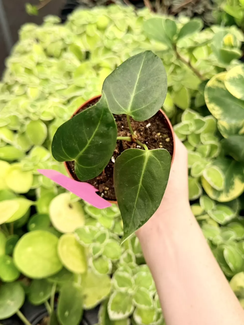 Anthurium Papi Red x Crystal Specific 4” Pot 9014FEP | F thumbnail