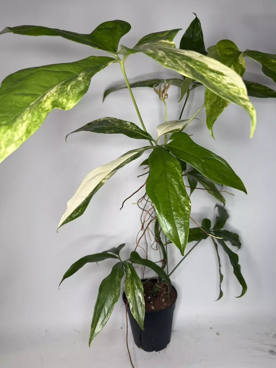 Anthurium Clavigerum Variegated - 6” Pot thumbnail
