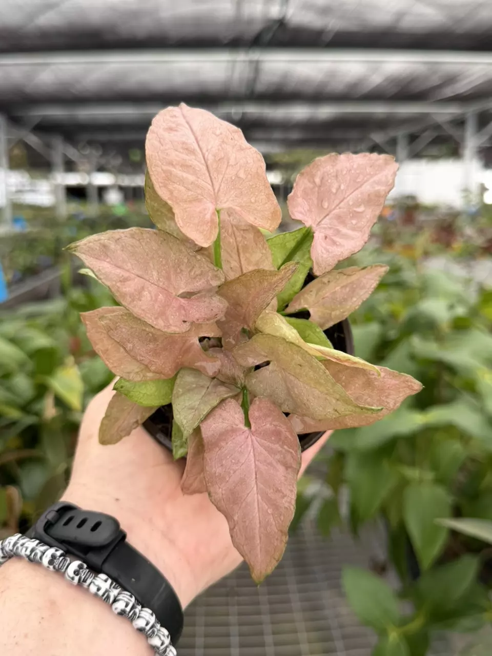 Exact Plant Syngonium Pink Perfection Specific 4” 8441RSP | F | thumbnail