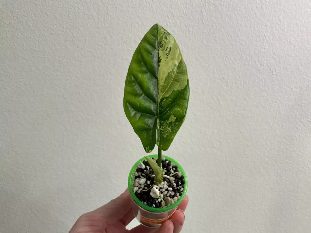 Alocasia Sinuata albo (minty) thumbnail
