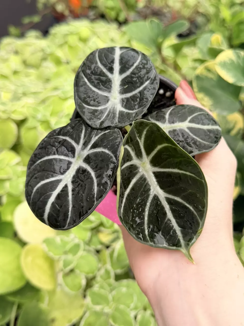 Alocasia Ninja Specific 4” Pot 9018FEP | F thumbnail