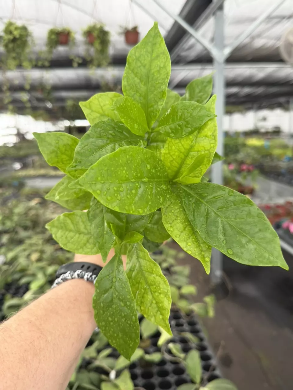 Exact Plant Arabica Coffee Plant Specific 4” Pot 8448RSP | F | thumbnail