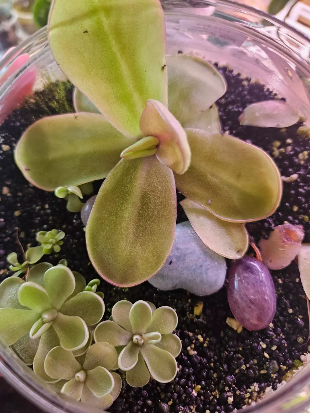 Pinguicula Bundle Mystery Deal thumbnail