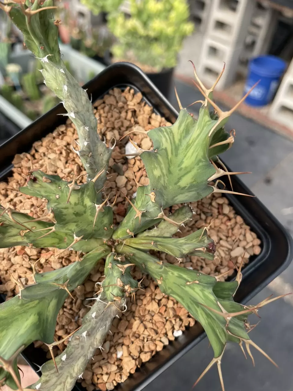 Euphorbia buruana, seed grown with caudex thumbnail