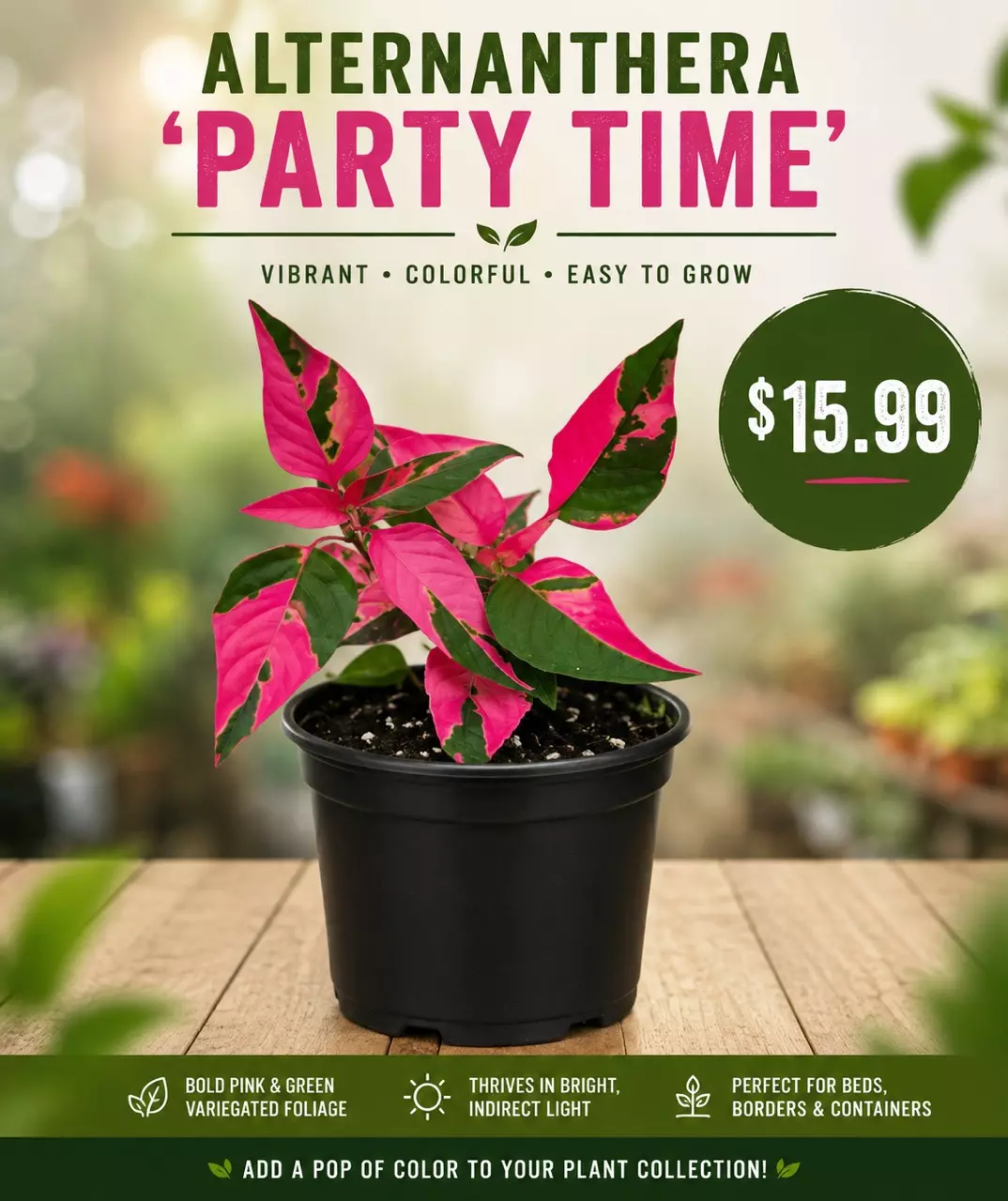 Alternanthera ‘Party Time’ thumbnail