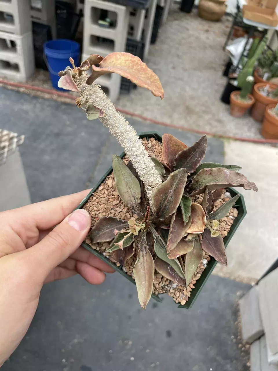 Euphorbia francoisii thumbnail