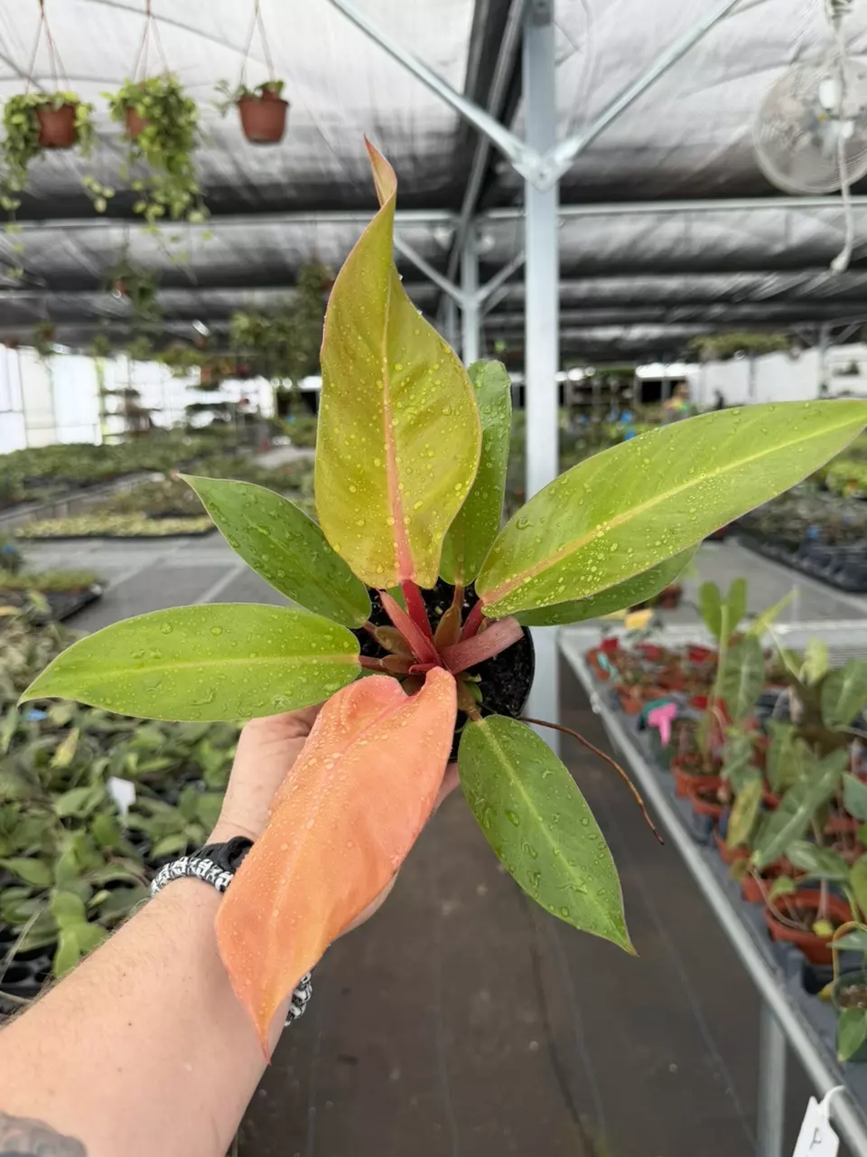 Exact Plant Philodendron Red Sun Specific 4” Pot 8446RSP | F | thumbnail