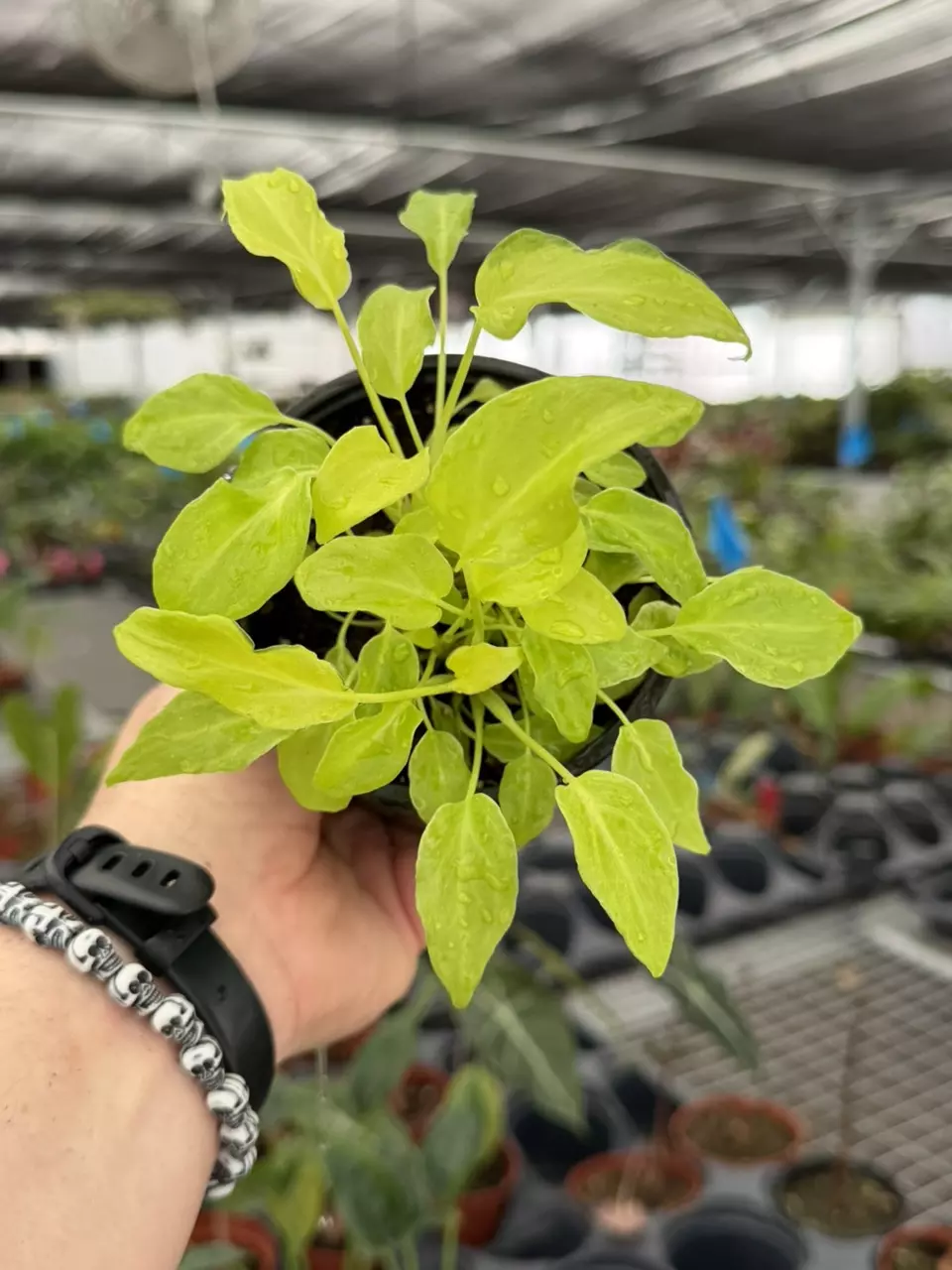 Exact Plant Philodendron Golden Xanadu Specific 4” Pot 8437RSP | F | thumbnail