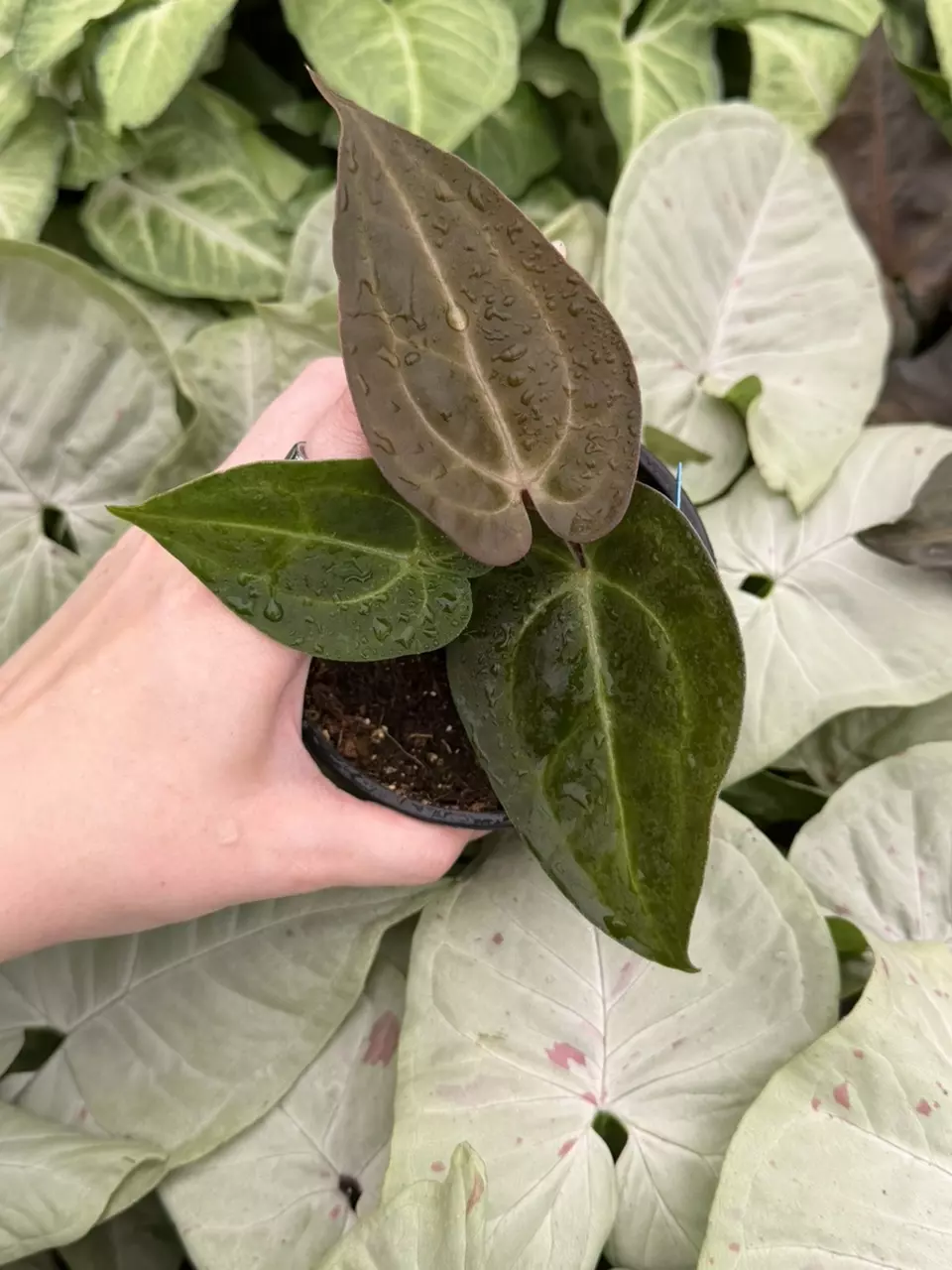 Anthurium Carla x Clari DF Specific 4” Pot 8292EMP | F thumbnail