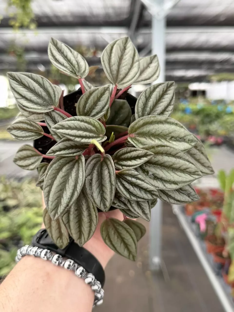 Exact Plant Peperomia San Marino Specific 4” Pot 8439RSP | F | thumbnail
