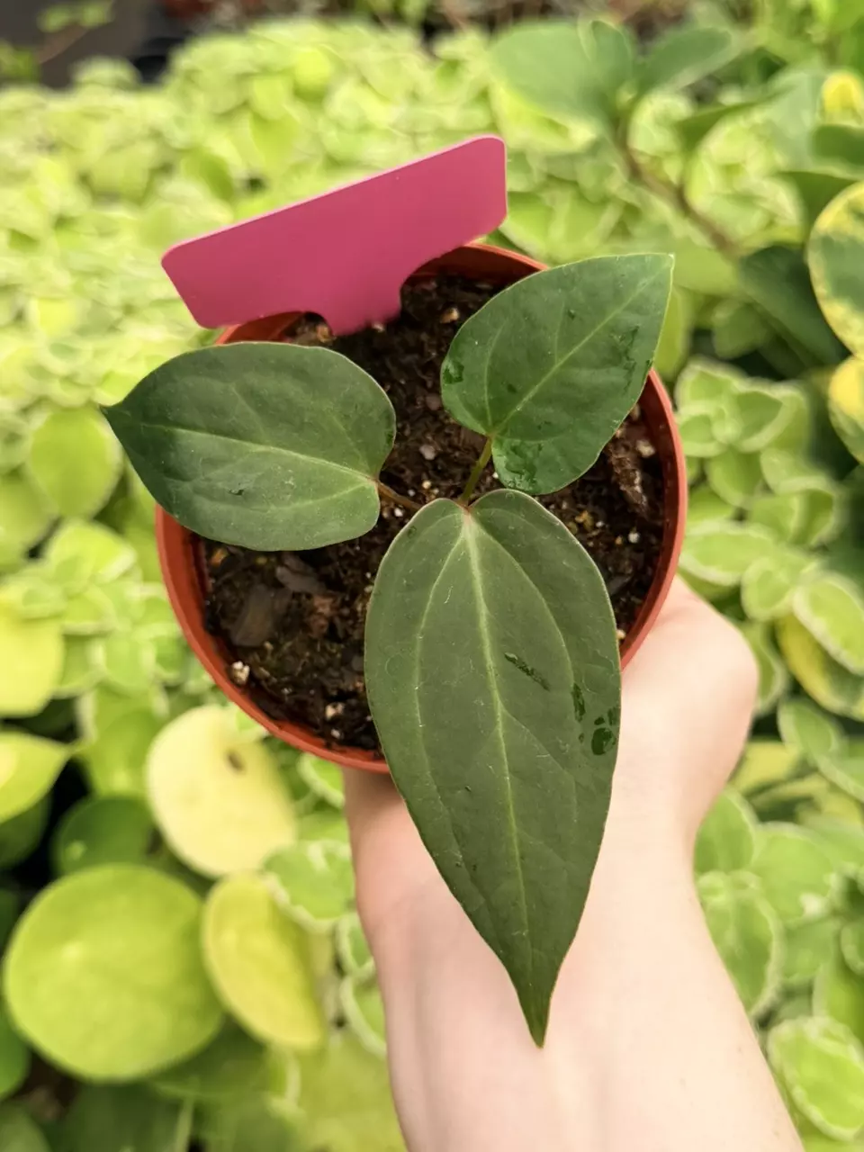Anthurium Red Stem x Norte Specific 4” Pot 9017FEP | F thumbnail