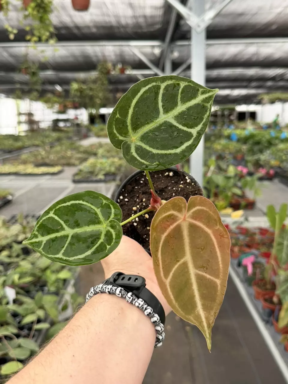 Exact Plant Anthurium Crystal Golden Specific 4” Pot 8440RSP | F | thumbnail