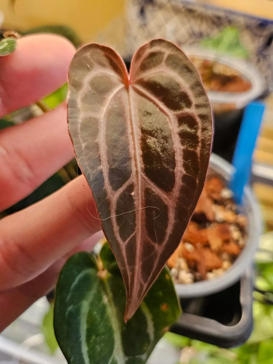 Anthurium seedling starter mystery bundle thumbnail