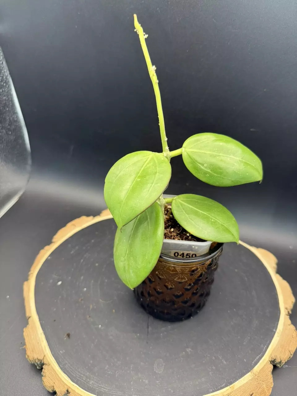 Hoya Parasitica x Pachyclada #450 thumbnail