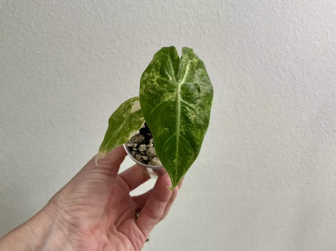 Alocasia Pink Dragon aurea thumbnail