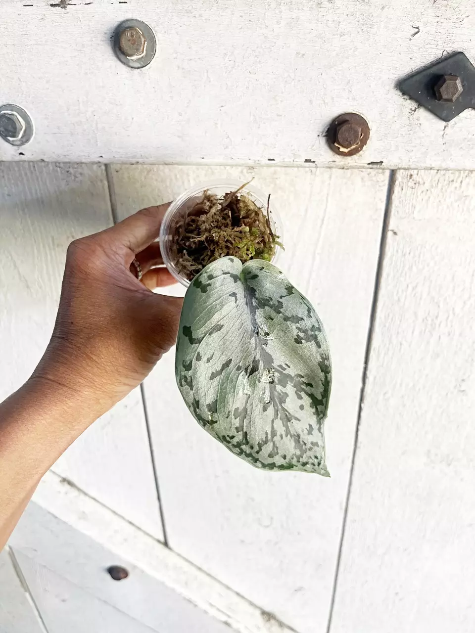 ☘️Scindapsus Silver Sierra thumbnail