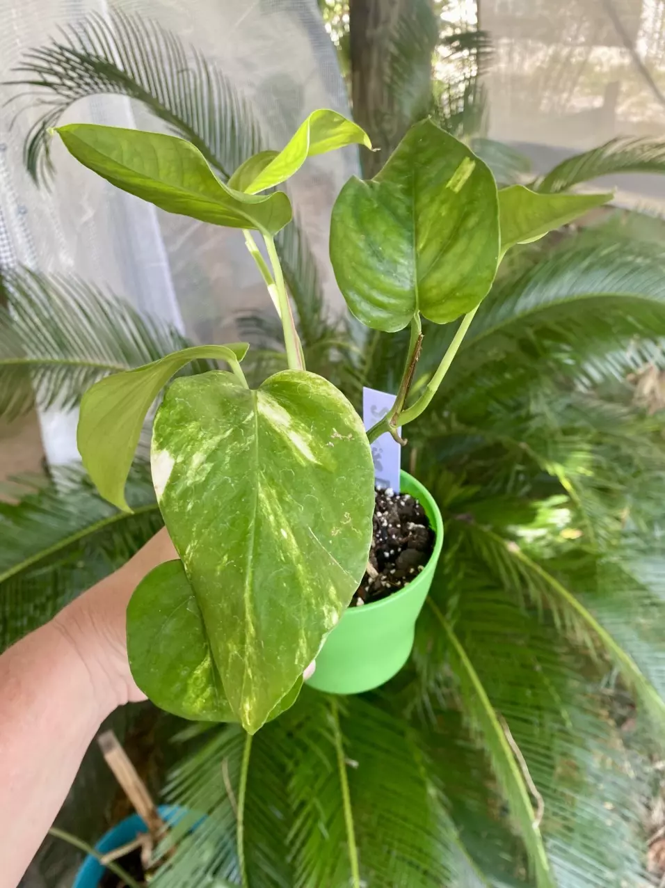 Yellow Sunrise Pothos thumbnail