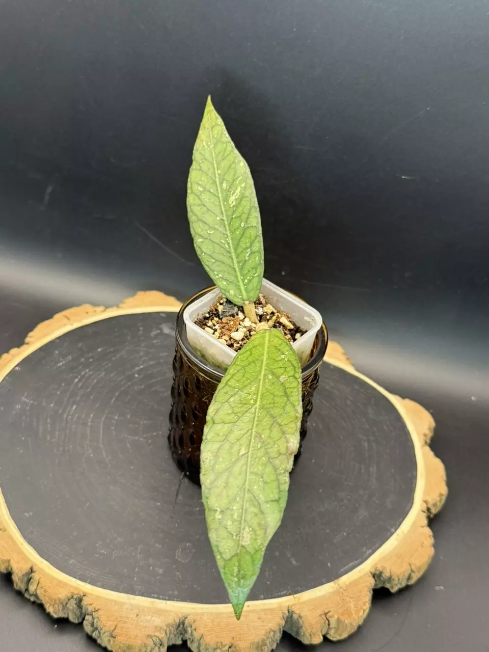 Hoya sp Sumatra Long Leaf (UPT) thumbnail
