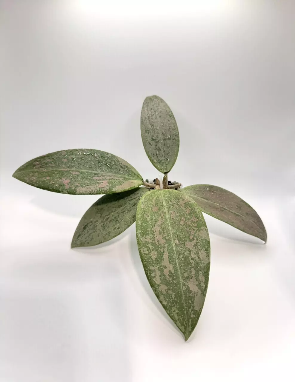 Hoya Strawberry Matcha Cutting thumbnail