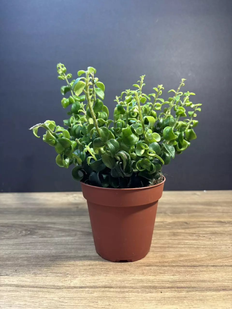 Aeschynanthus Radicans Rasta/Twister Lipstick Plant 4” 3739 thumbnail
