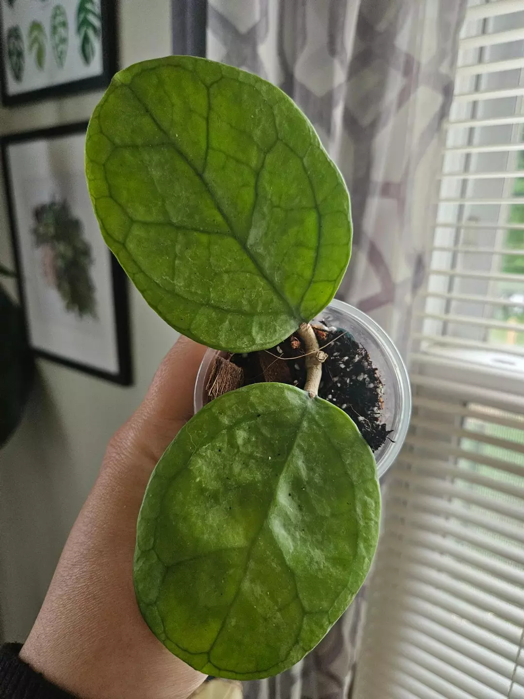 Hoya Ricardo #281 thumbnail