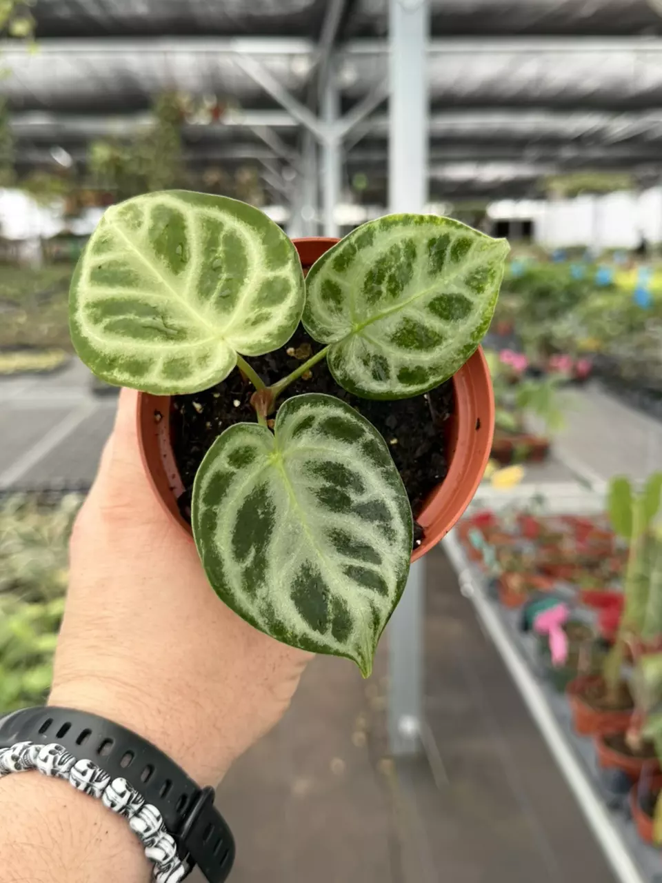 Exact Plant Anthurium Silver Blush x Dorayaki Specific 4” Pot 8438RSP | F | thumbnail