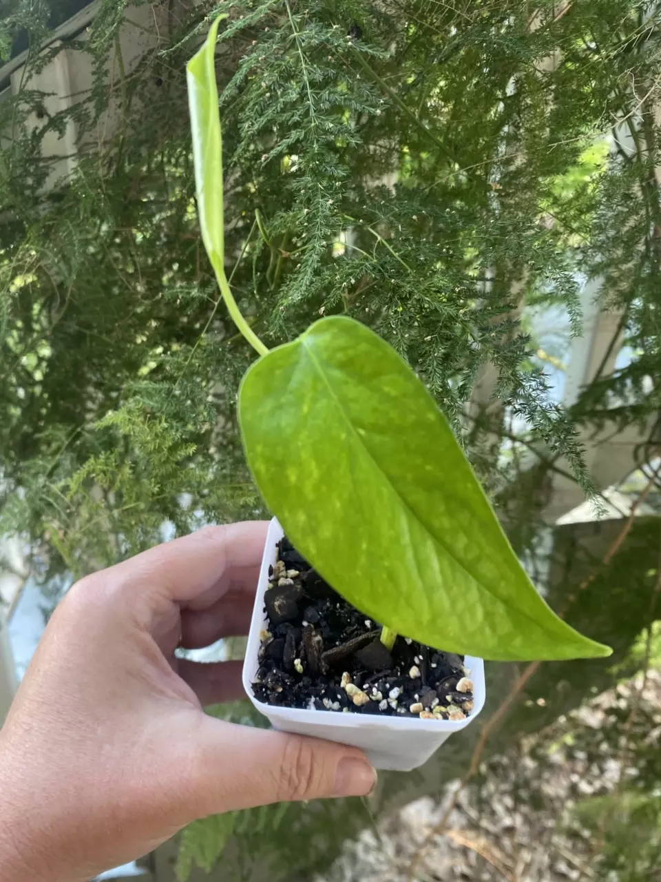 Lemon Marble Epipremnum thumbnail