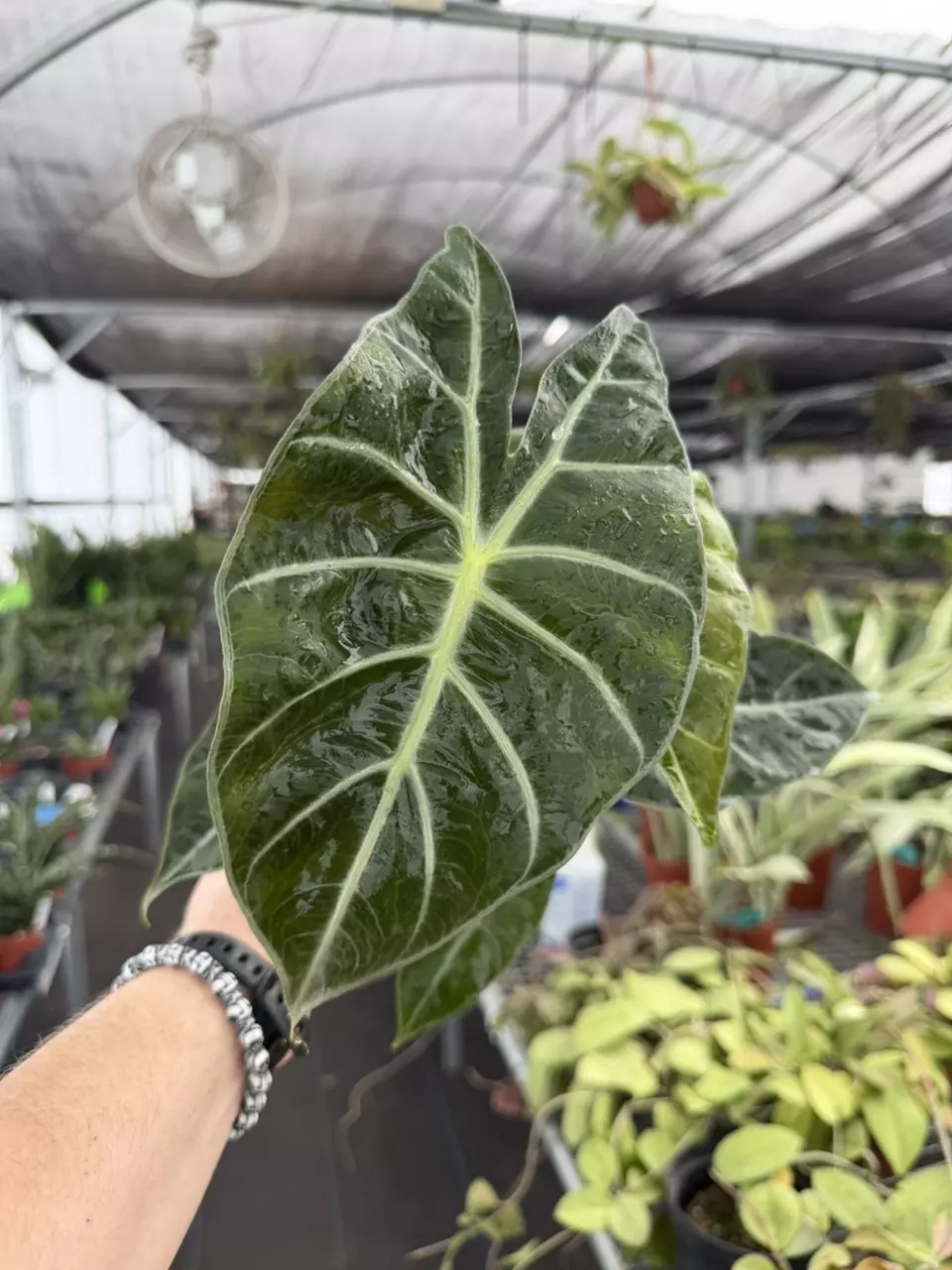 Exact Plant Alocasia Morocco Specific 4” Pot  8444RSP | F | thumbnail