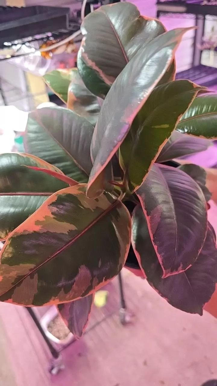 6in Ficus ruby GC thumbnail