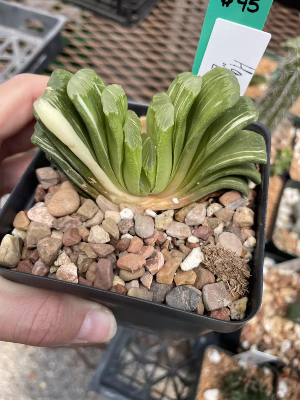 Variegated Haworthia truncata thumbnail