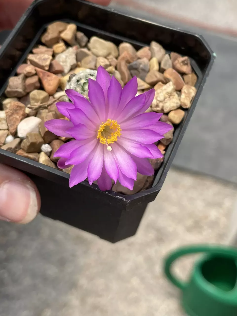 Mammilaria theresea thumbnail
