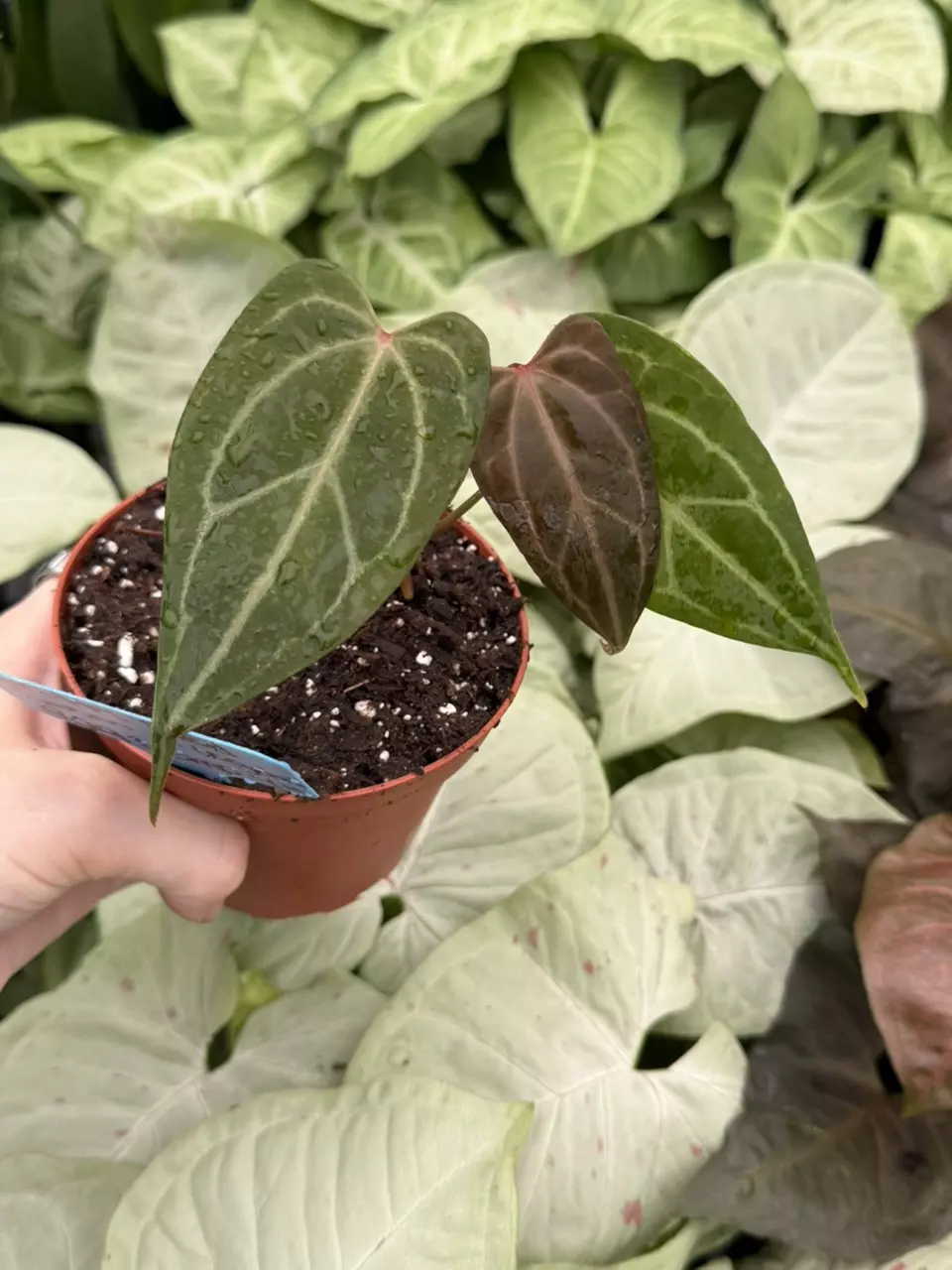 Anthurium Red Stem x Legend Specific 4” Pot 8293EMP | F thumbnail