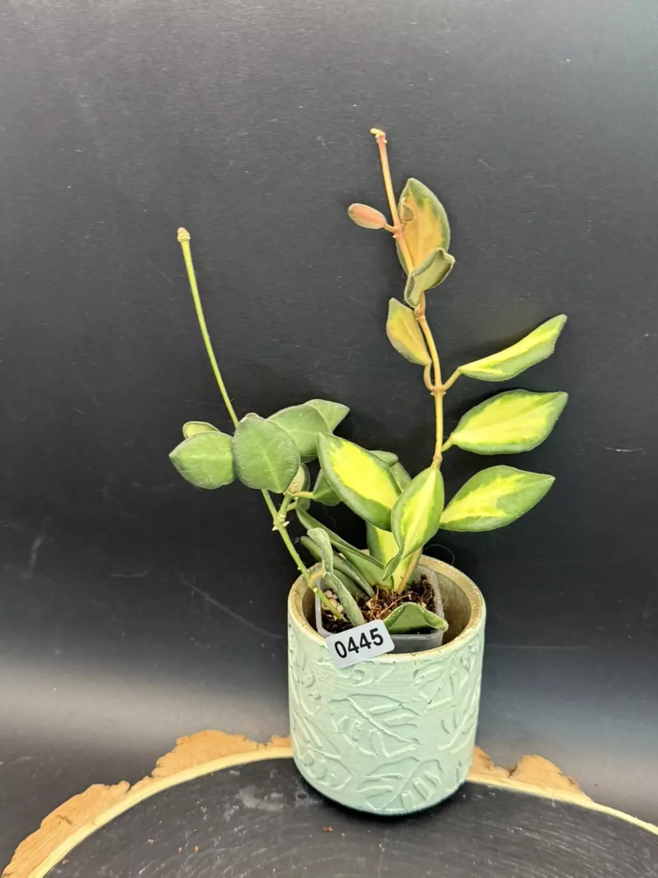 Hoya Sp Aff Burtoniae w/ peduncle #445 thumbnail