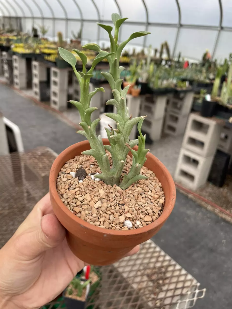 Euphorbia hamata thumbnail