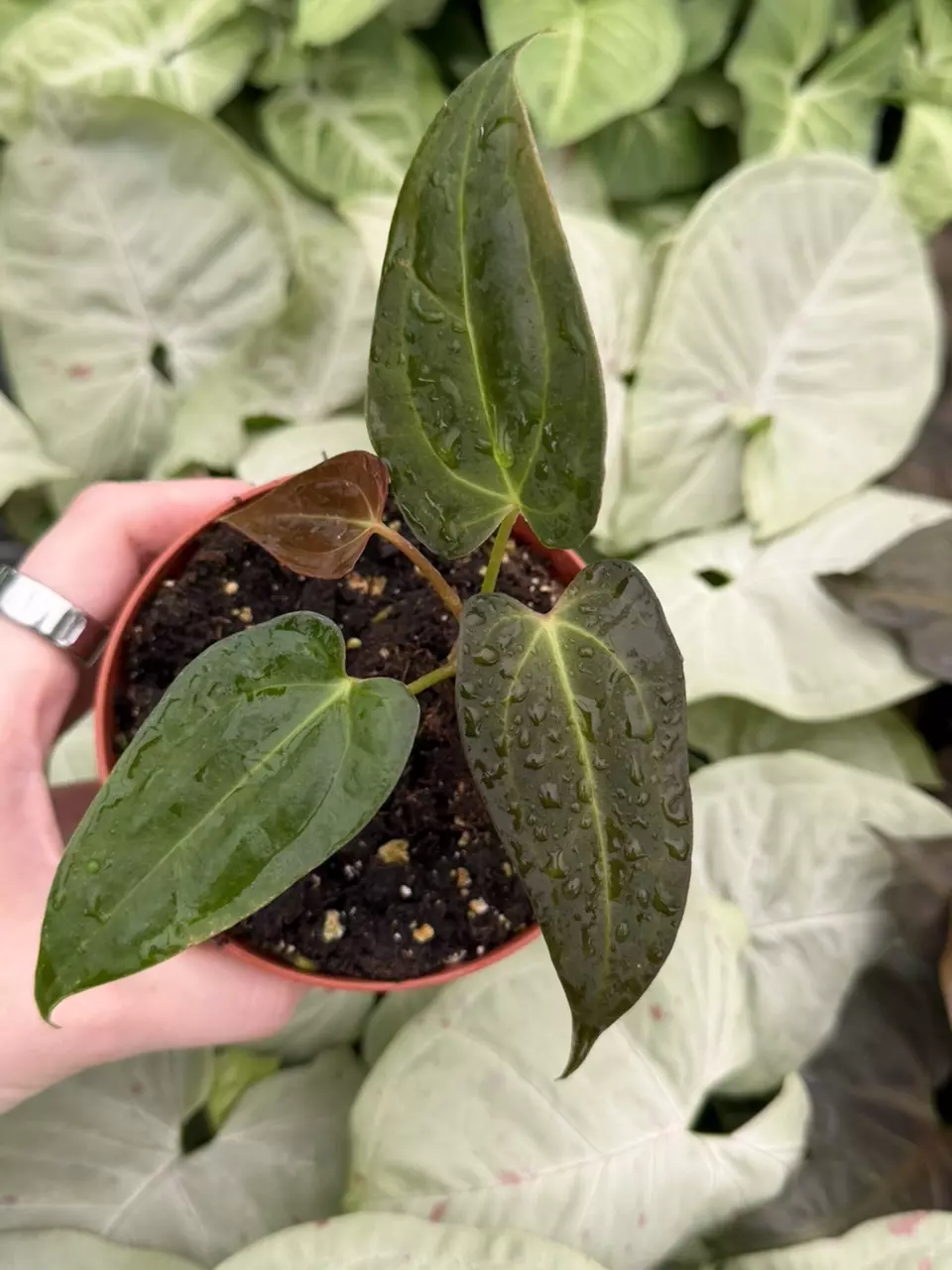 Anthurium AOS x RVDP Specific 4” Pot 8288EMP | F thumbnail
