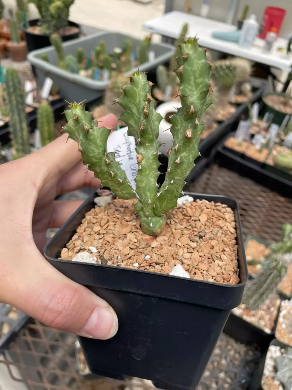 Seed grown Euphorbia enormis thumbnail