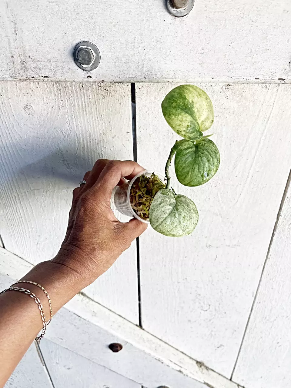 ☘️Scindapsus Crème Brûlée thumbnail